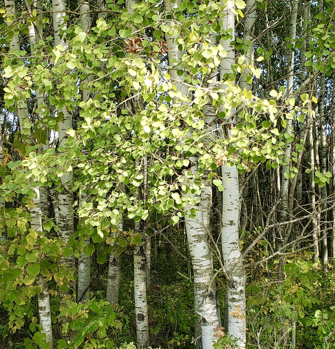 Quaking Aspen