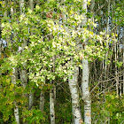 Quaking Aspen