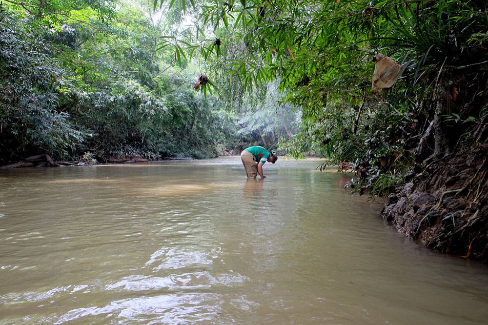 Ulu Sarikei - ещё один биотоп С. bullosa. Фото: Р. Магин.