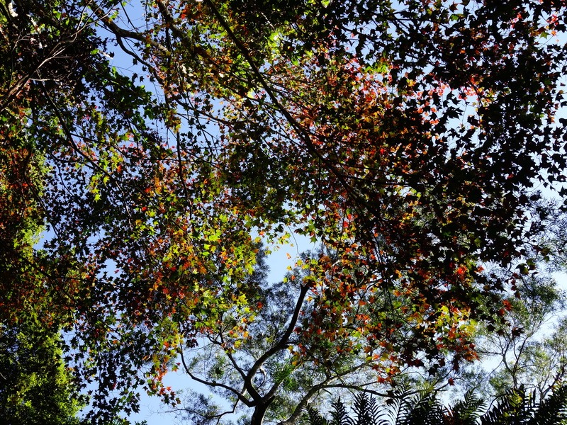 2013_1207 東滿步道→拉卡山→北插天山水源地_041