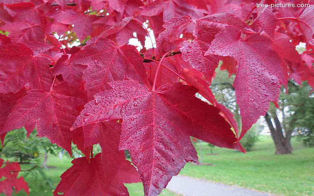 Maple Tree Water on Leaf-Red Theme screenshot