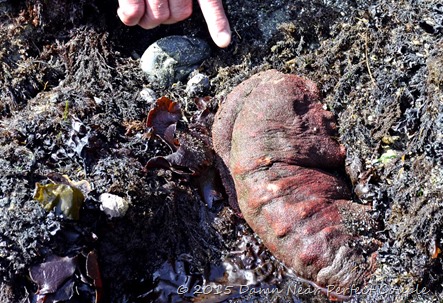 Gumboot Chiton