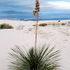 Soaptree Yucca