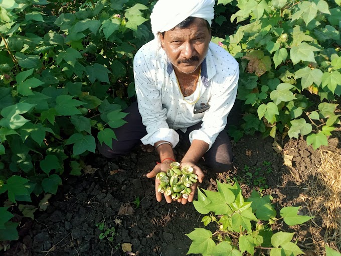 कुटासा परिसरात कपाशी पिकावर लाल्या रोगाचे आक्रमक   पिके पडत आहेत पिवळी शेतकऱ्यांन मध्ये चिंतेचे वातावरण 