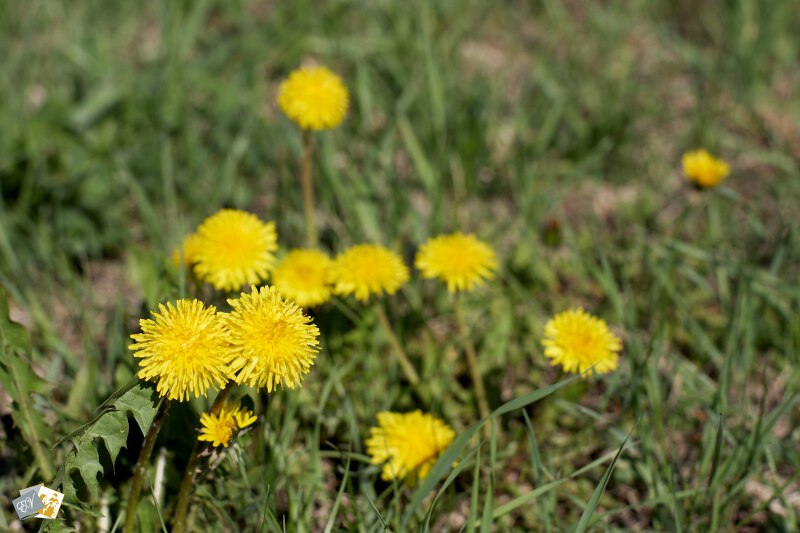 Photographer Elena Volf, Барнаул, профессиональный детский фотограф Барнаул, семейный фотограф Барнаул, Елена Вольф, детская фотосъёмка в Барнауле, семейная фотосъёмка в Барнауле