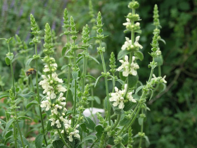 [Bild: Stachys_recta_20120619.jpg]