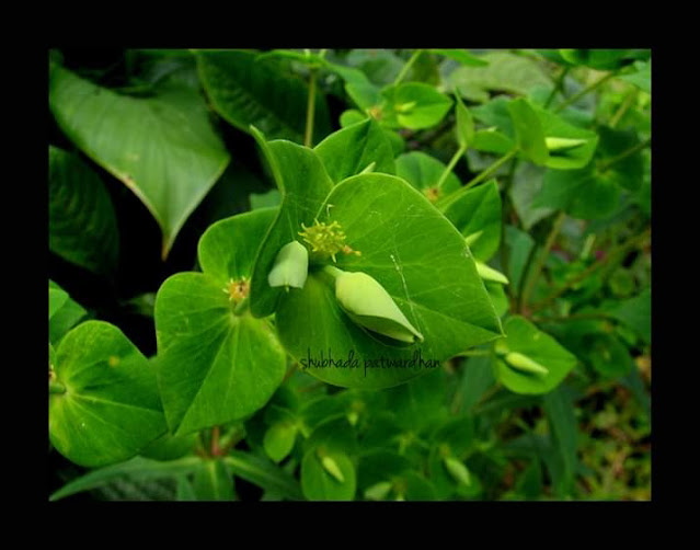 Euphorbia laeta, Common Hill Spurge, दुधी, Satara Maharashtra India