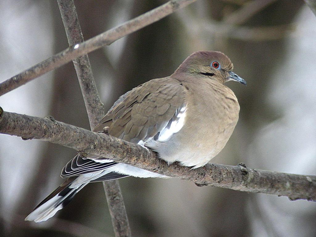 white winged dove call