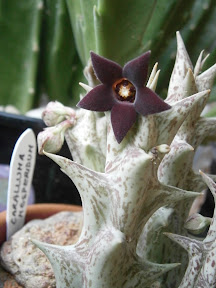 Stapelia, Orbea, Duvalia - Page 6 P9190176