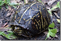 Cautious box turtle