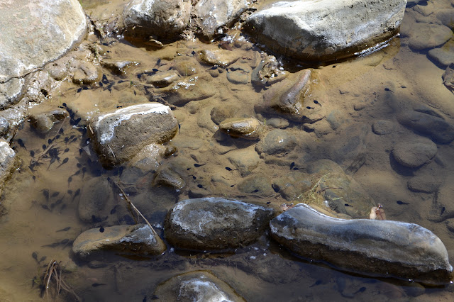 many black spots with tails in a murky water