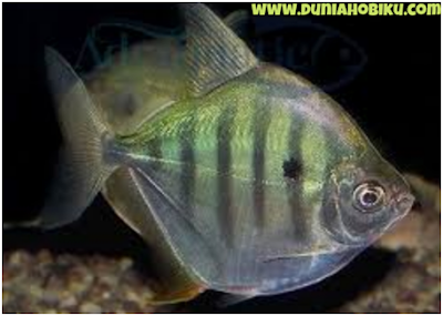 Ikan Silver Dolar