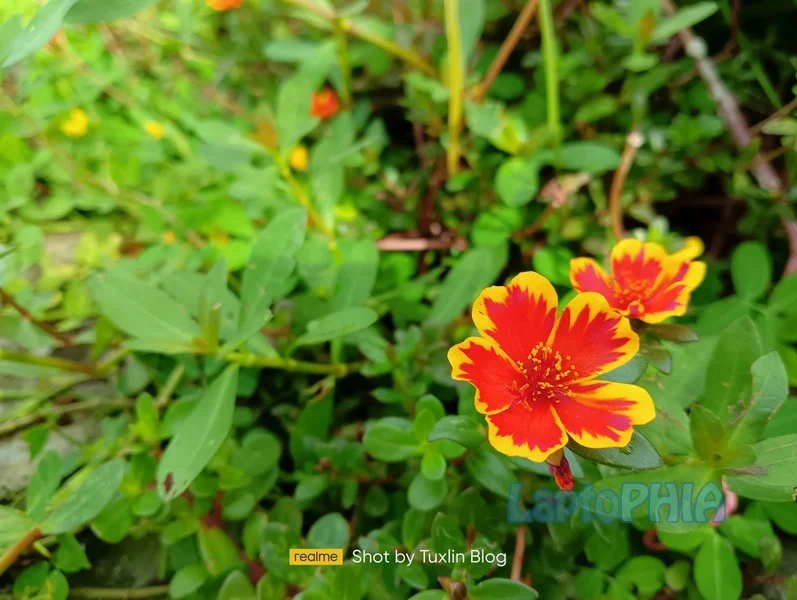 Hasil Foto Kamera Realme 8i