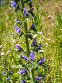 Vipérine, Echium vulgare, famille Boraginacées. Col de Lus-la Croix-Haute, dans la Drôme, juin 2014. vipérine, Echium vulgare, famille Boraginacées col de luce.JPG