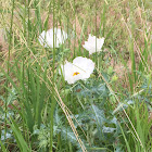 Plains prickly poppy