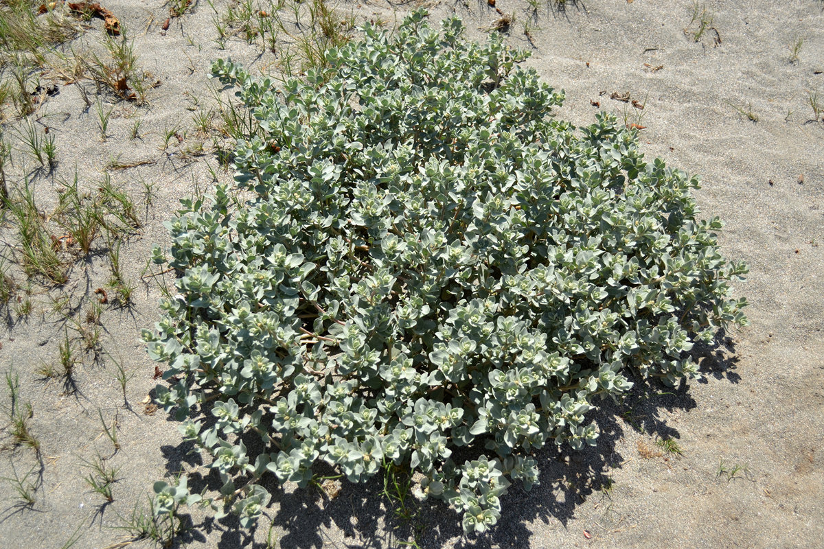 California Saltbush