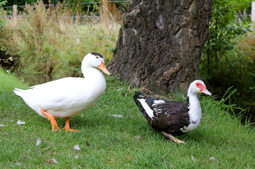 Lower Lacon Caravan Park