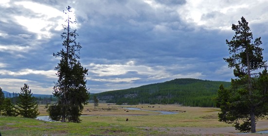 Buffalo, Madison Junction, Yellowstone May 7, 2016