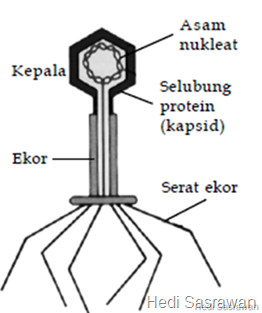 Bagian virus terpenting