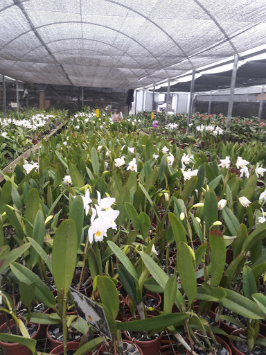 Orquidário Durigan