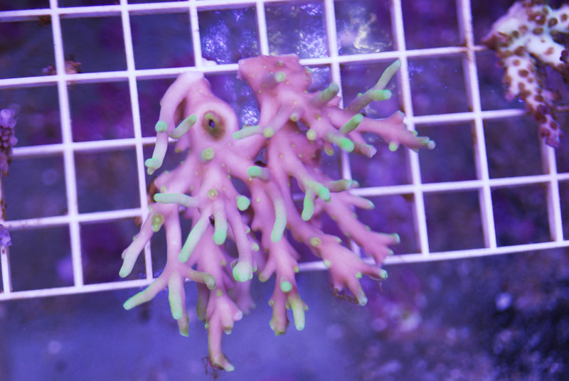 coral20110527-28.jpg