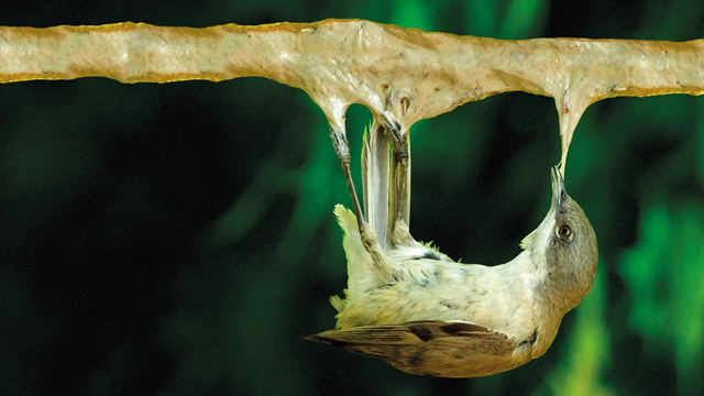 A Eurasion blackcap warbler suffers an agonizing death on a lime stick traps, which is a twig covered with extremely sticky glue. It is estimated that up to 2 million Blackcaps die in such traps each year. Photo: BirdLife International