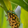 Flower Chafer