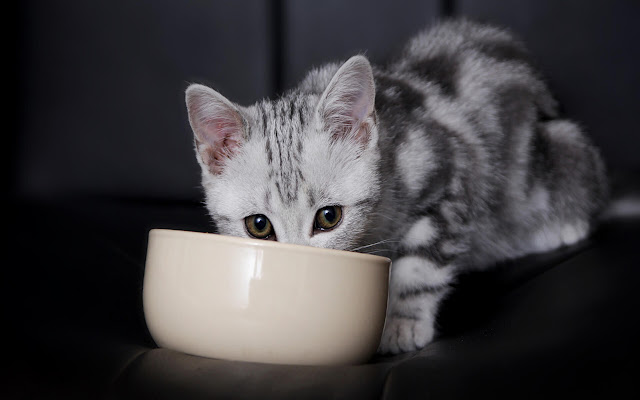 American Shorthair - New Tab in HD