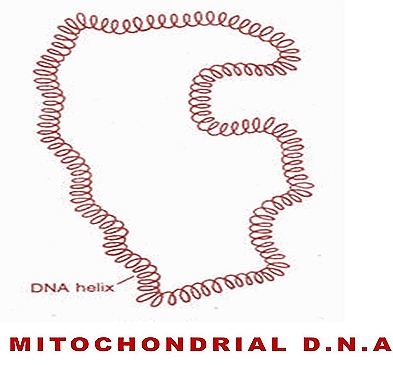 mitochondria-dna