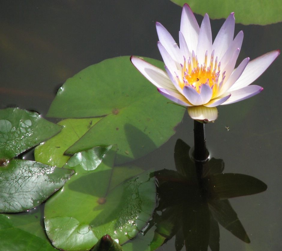 Кувшинка Морская Роза (Nymphaea × daubenyana)