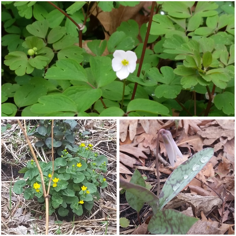 Eloise Butler Wildflower Garden