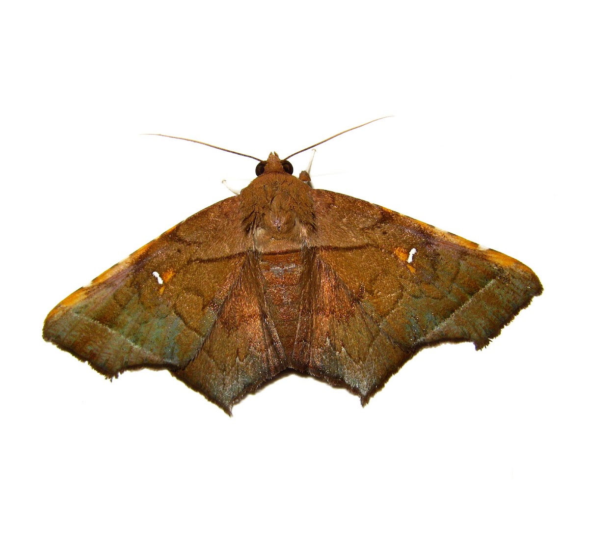 Brown Kite Moth