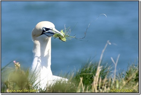 Bempton Cliffs - April