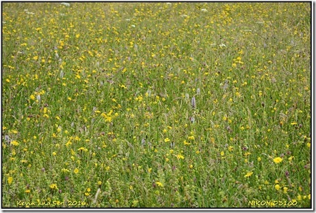 Draycote Meadows - June