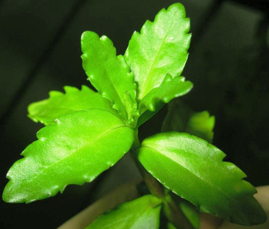 Бакопа мадагаскарская (Bacopa madagascariensis)