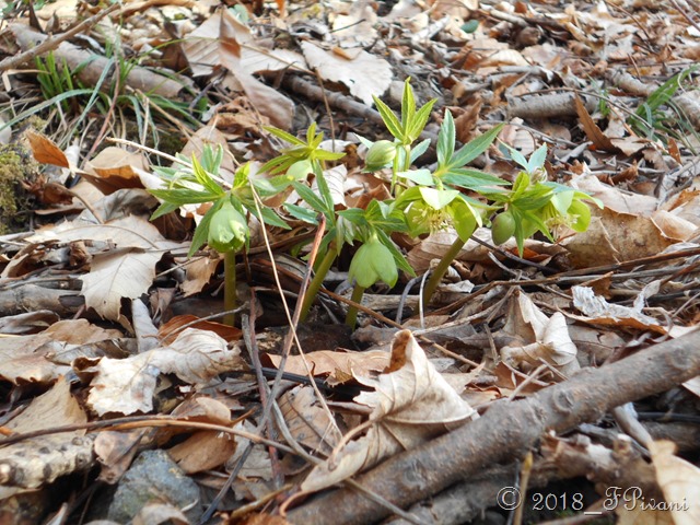 Elleboro verde