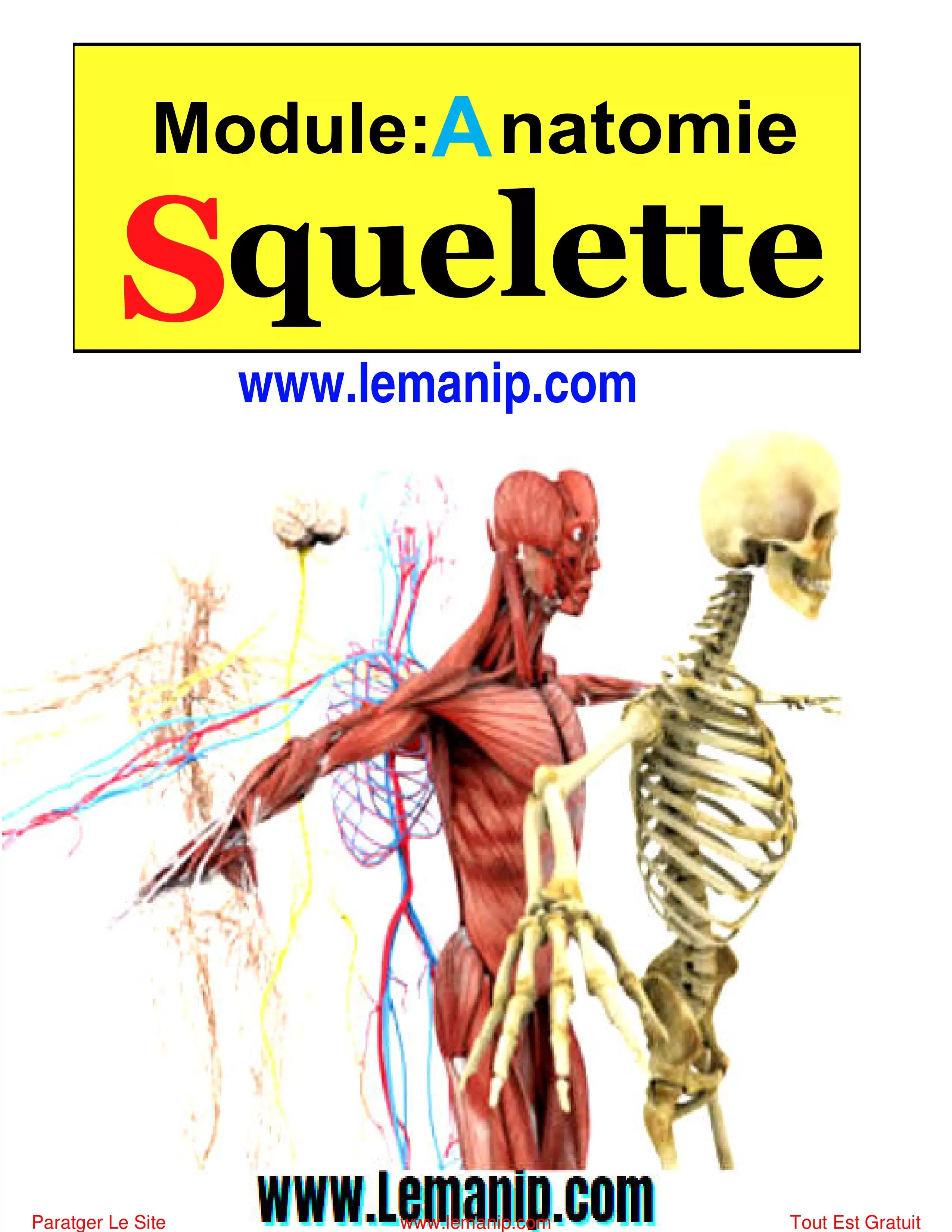 Anatomie  Squelette