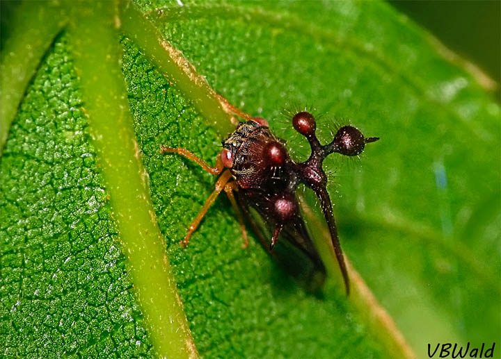 these weird cicada-related