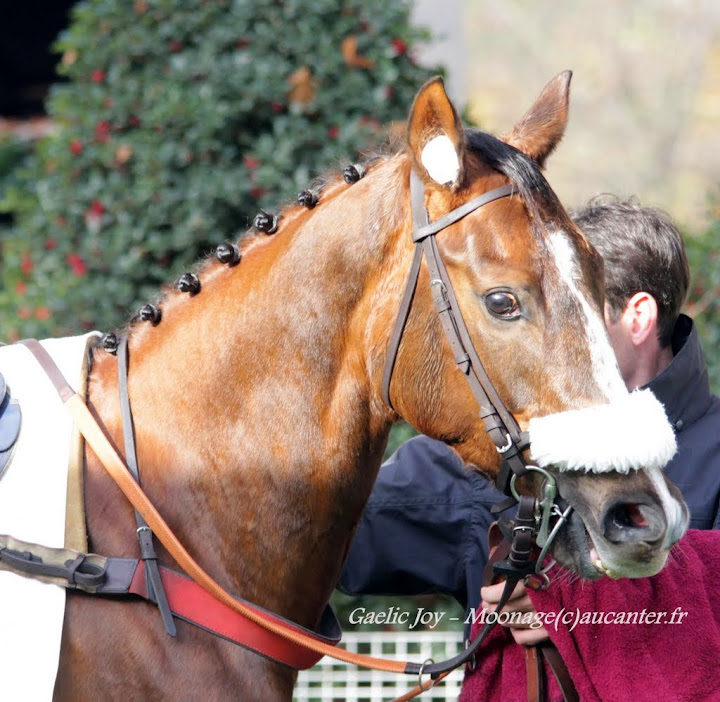 Photos Auteuil 23-11-2014  IMG_5827