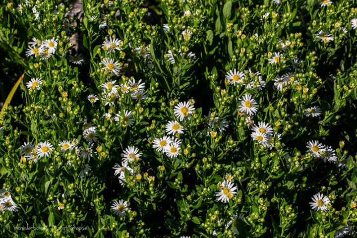 Aster Starshine ( agerantoïdes ) Aster-starshine-130924-170rm