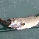 Bass feeding on a trout on Clear Lake with eyes bigger than it's stomach. Courtesy of John Wilson. IMG_3271.JPG