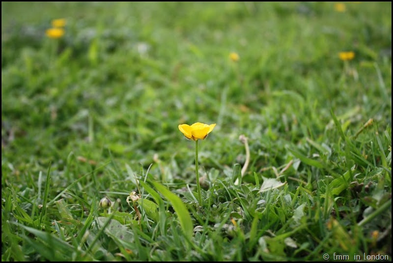 Buttercup at Felbrigg Hall