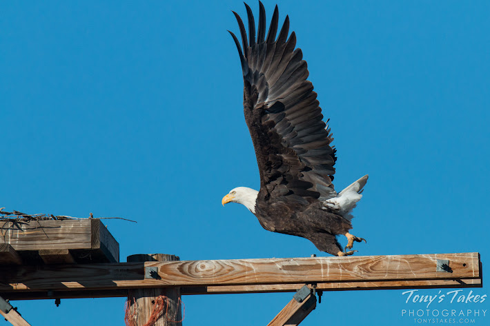 Bald Eagle male takes flight. 3 of 6. (© Tony’s Takes)