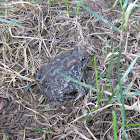 American Toad