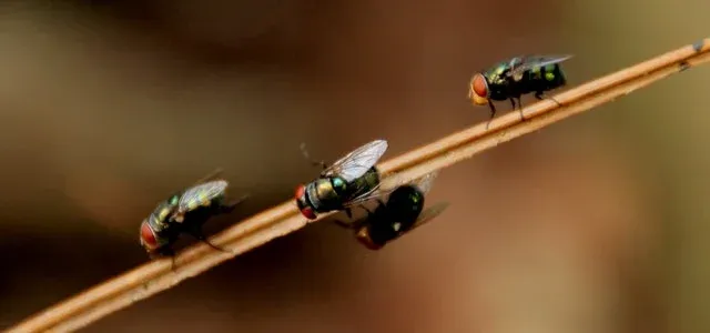 Common houseflies as pests