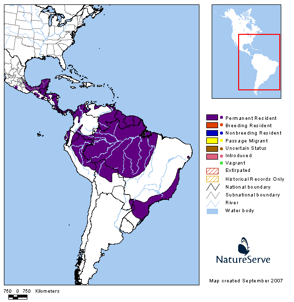 Águila crestuda negra (Black-Hawk Eagle) Spizaetus tyrannus