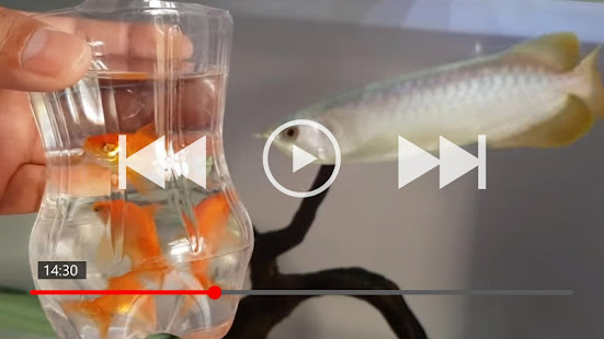 70+ Arowana Fish Collection(圖5)-速報App