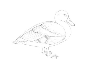 how to draw a duck