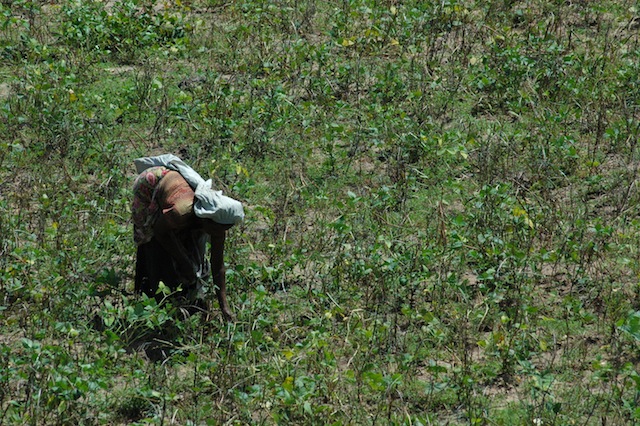 A woman tries to salvage whatever is left of her green gram crop before the lack of water destroys the entire plot in the eastern Pillumalai area of the Batticaloa District. According to government estimates, Sri Lanka's agricultural output is likely to fall by at least 10 percent this year due to the drought. Credit: Amantha Perera/IPS