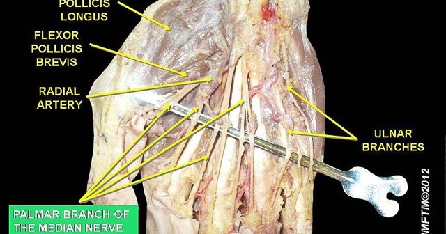 Orthopaedic Medical Officer : Median nerve